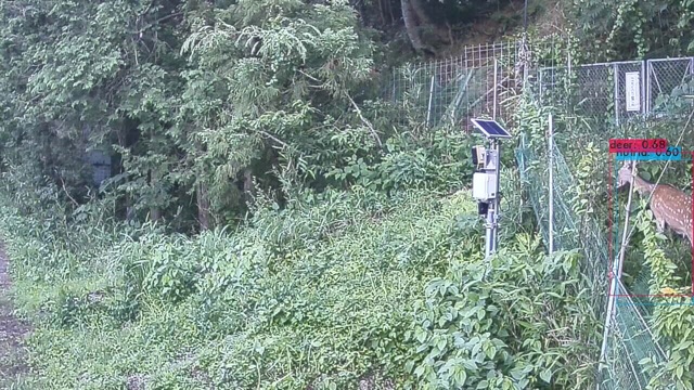 自立型AIクラウドカメラが撮影した鹿の検出画像