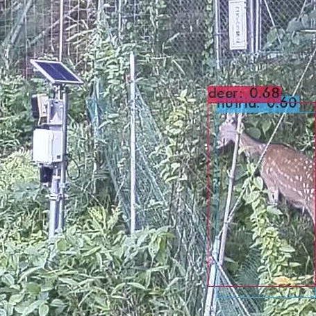クラウドAIが検出した鹿の拡大画像
